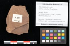 Foto (Objekt + Etikett) von Quercus palaeoilex Ettingshausen (NHMW-GEO-2024-0188-0843)